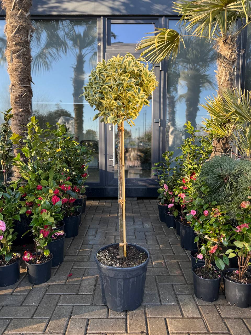 Euonymus Bravo pe picior - imagine 3