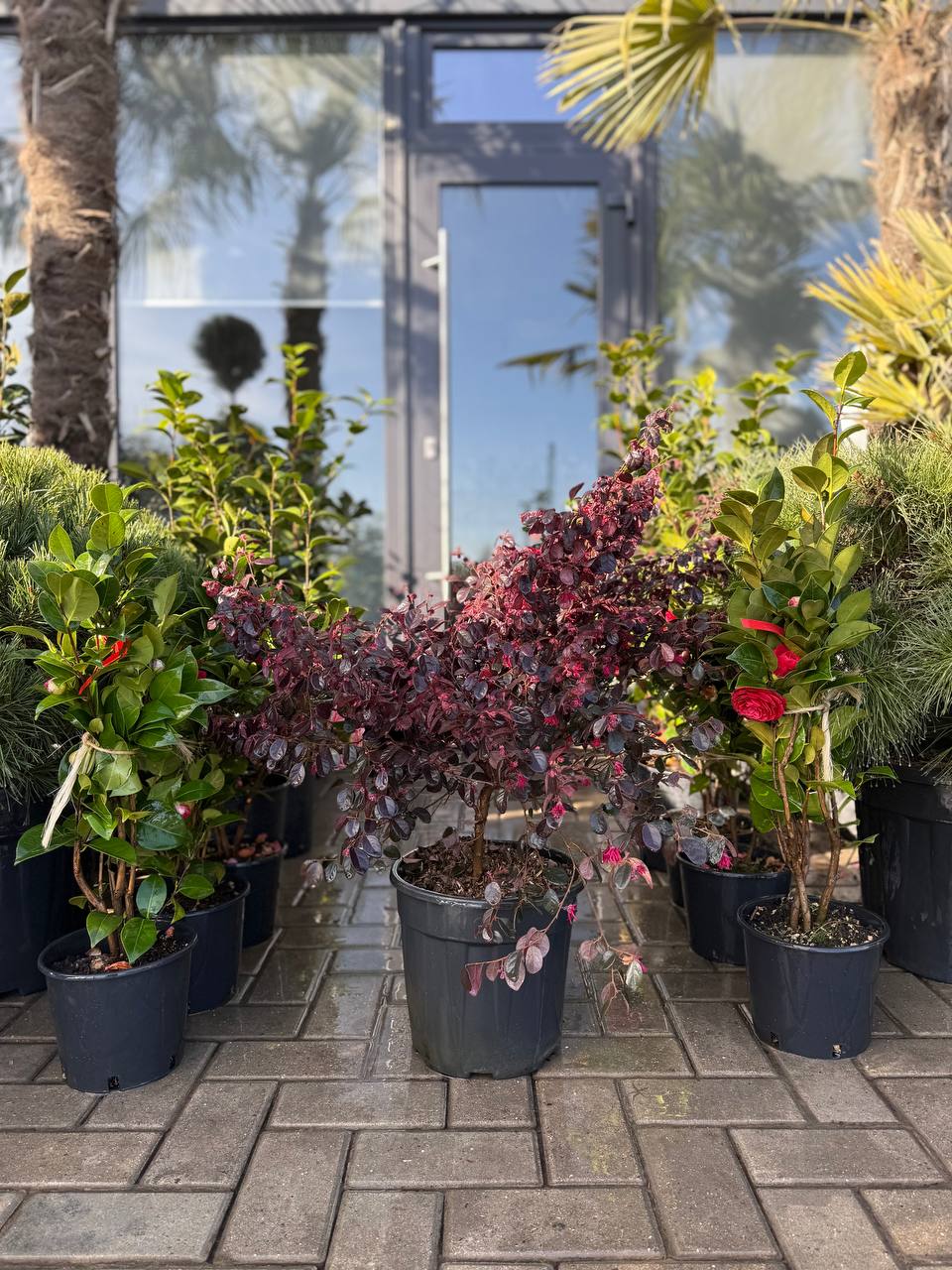 Loropetalum Black Pearl