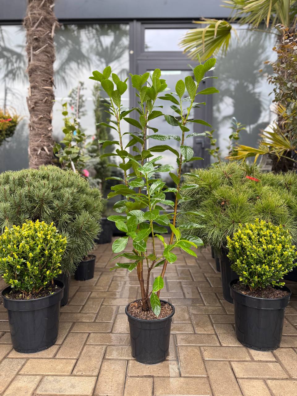 Laur englezesc - imagine 5