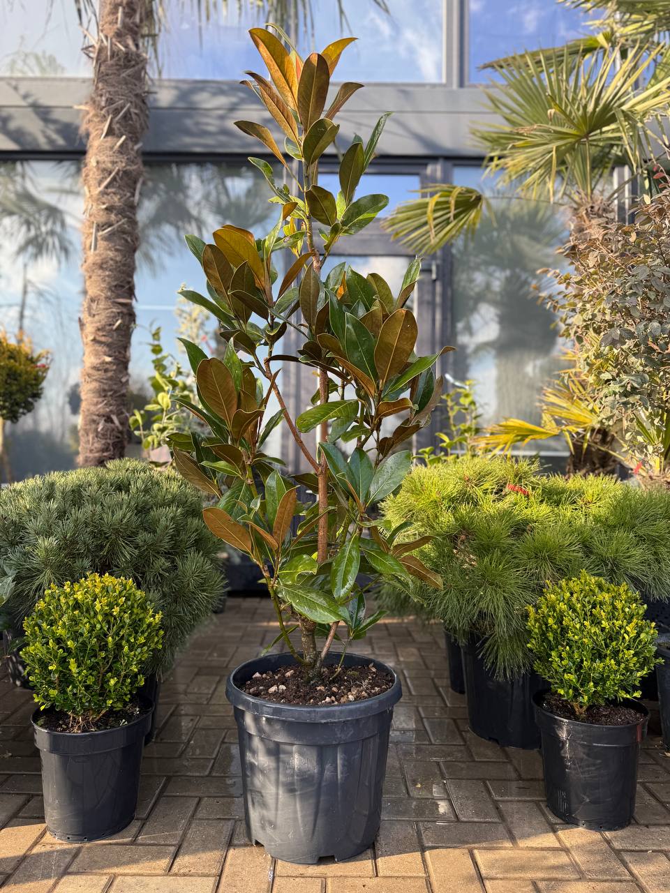 Magnolia Grandiflora - imagine 6