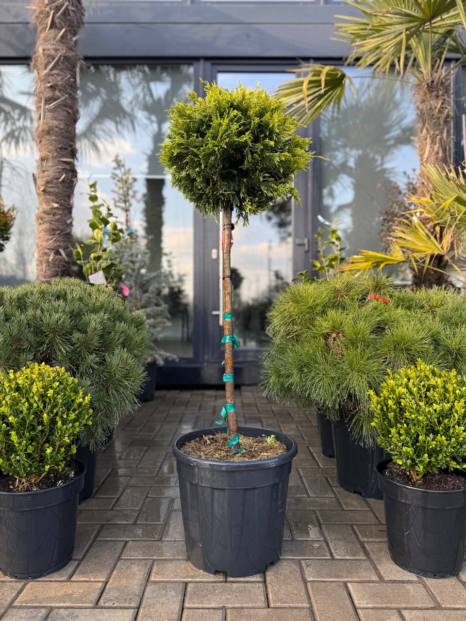 Leylandii Gold Rider glob pe picior