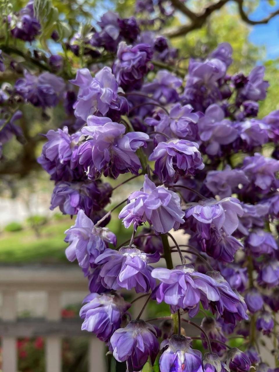 Glicinia Black Dragon