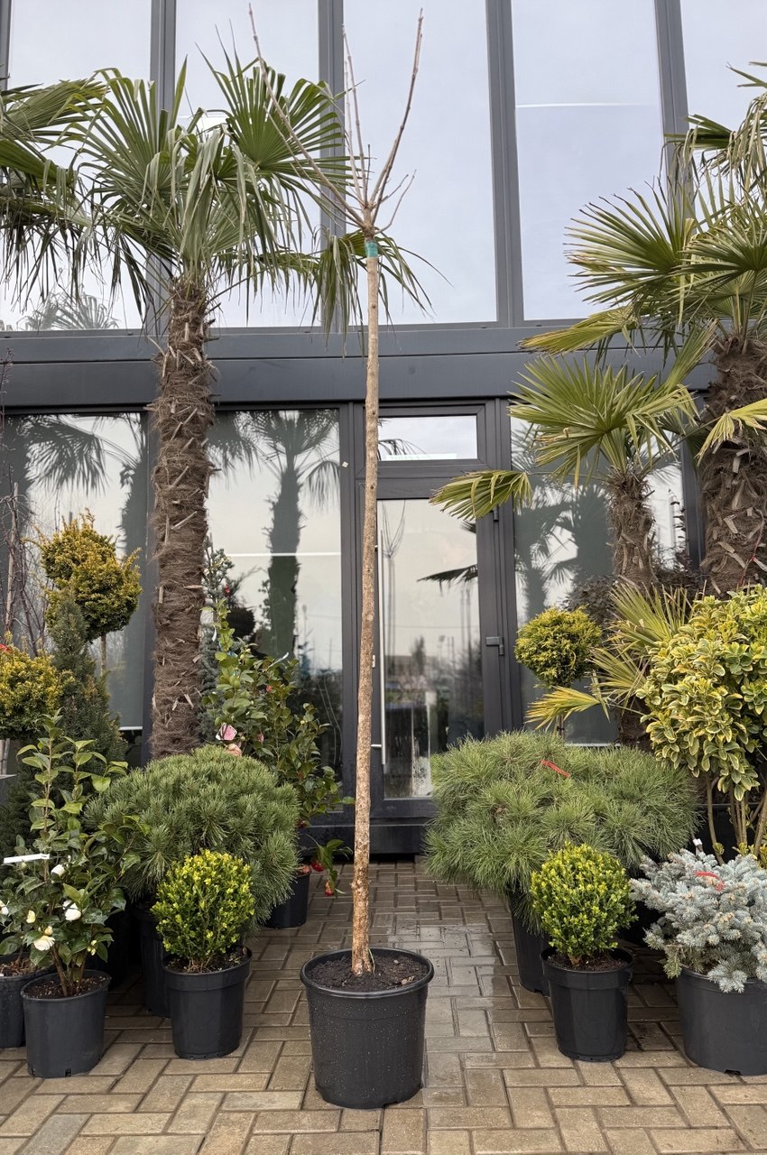 Catalpa Nana - imagine 3