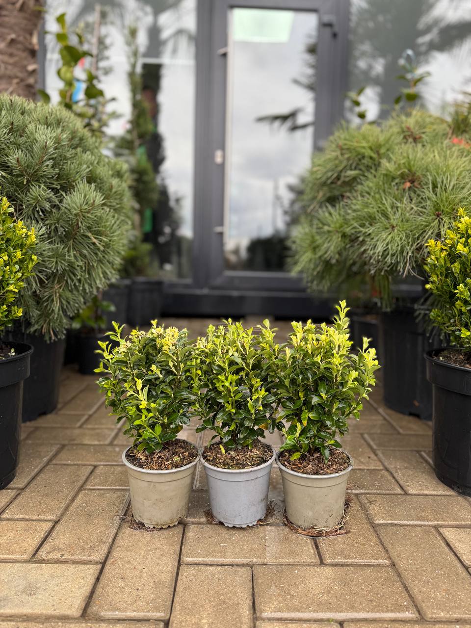 Euonymus Benkomasaki - imagine 3