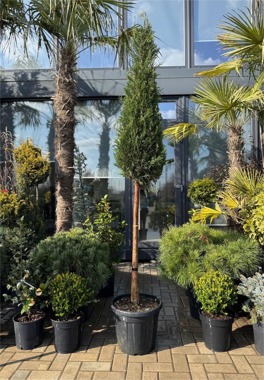 Leylandii piramidă pe picior