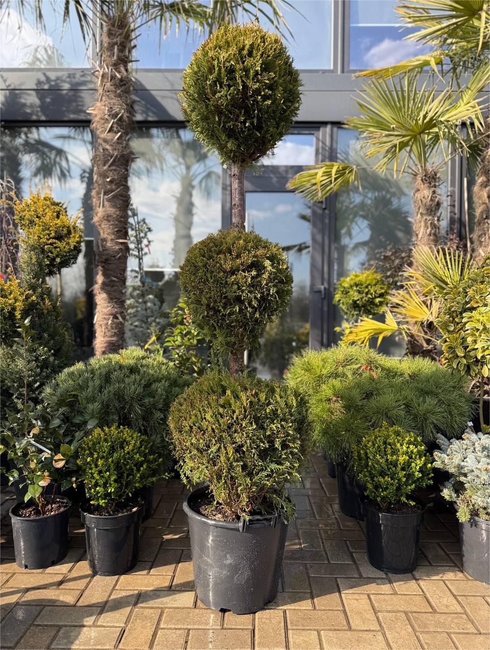 Leylandii verzi 3 globuri - imagine 3