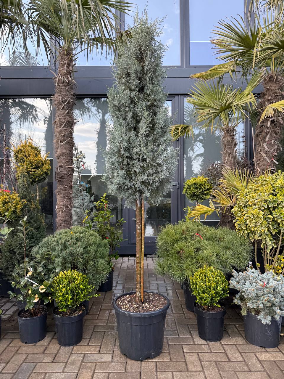 Arizonica piramidă pe picior