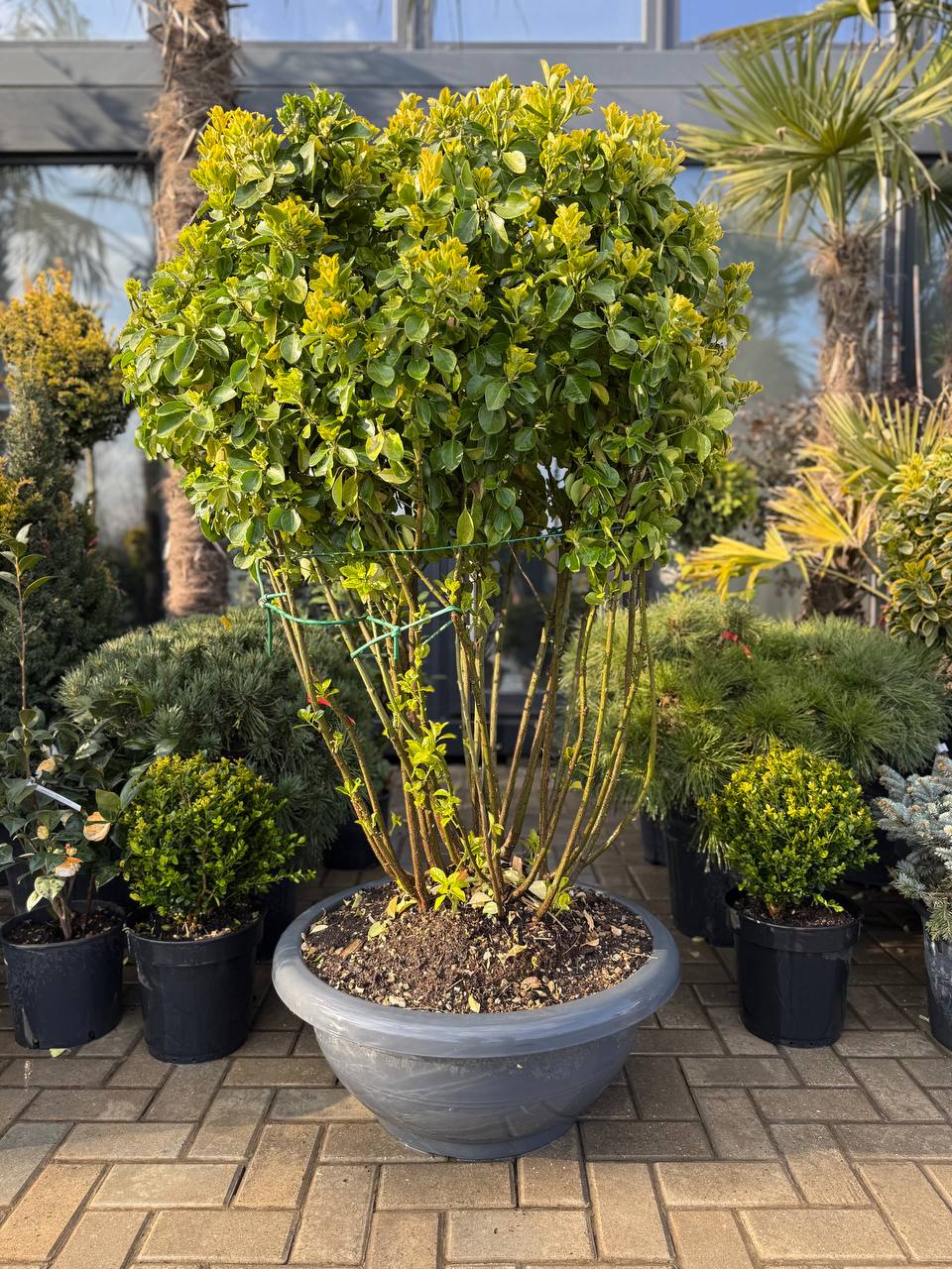 Euonymus Aureus Multitronco Umbrelă