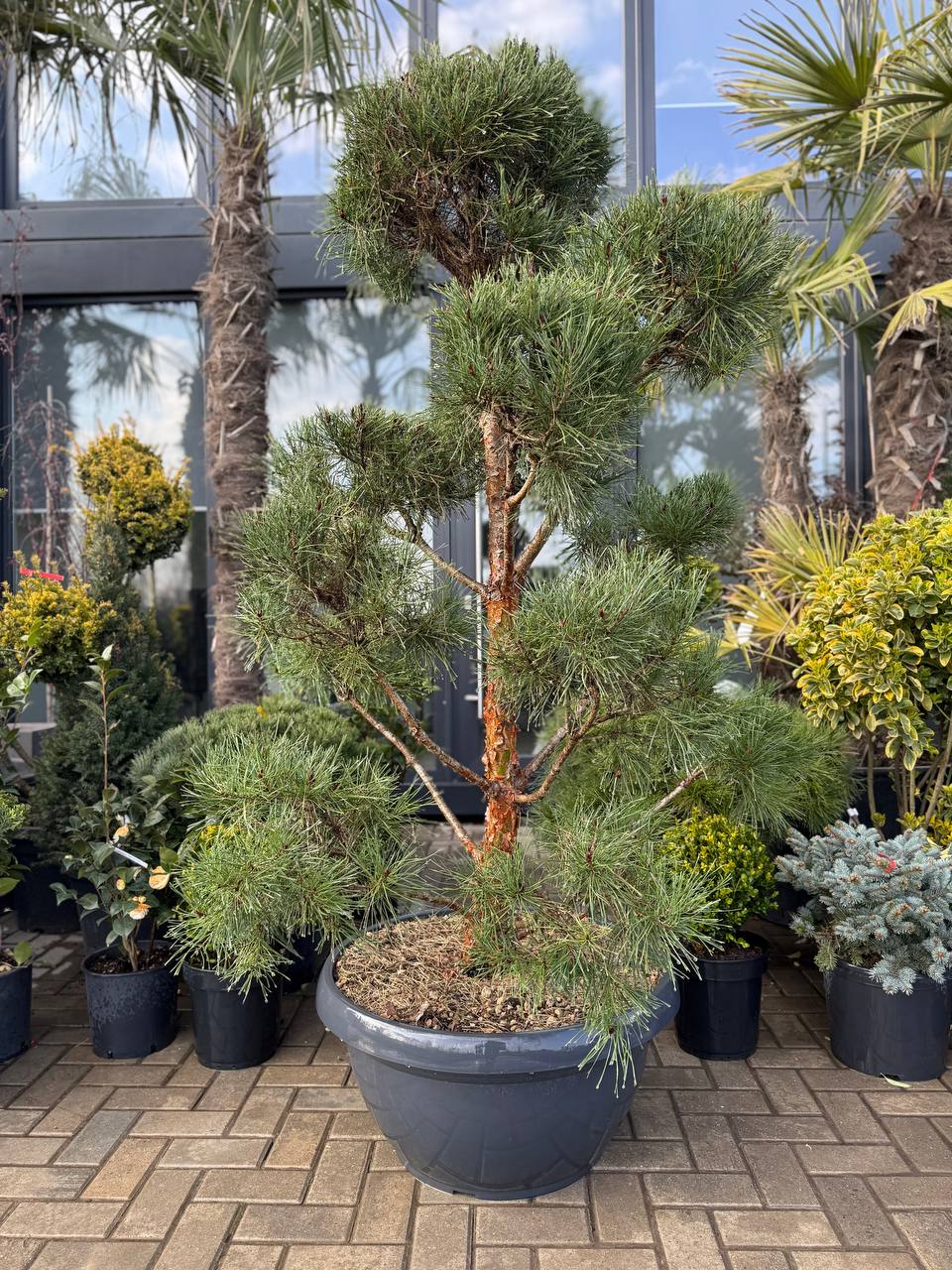 Pin Sylvestris Glauca Pom-Pom