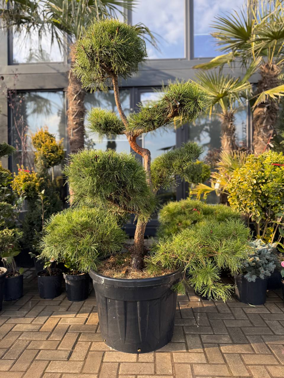 Pin Sylvestris Bonsai