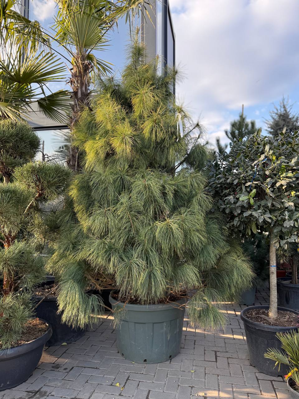 Pin Wallichiana - imagine 3