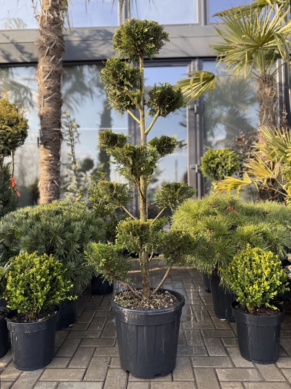 Leylandii aurii Pom-Pom Plat