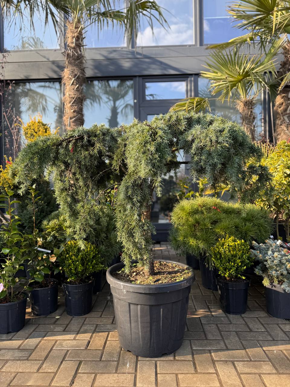 Cedru pe picior Feelin Blue