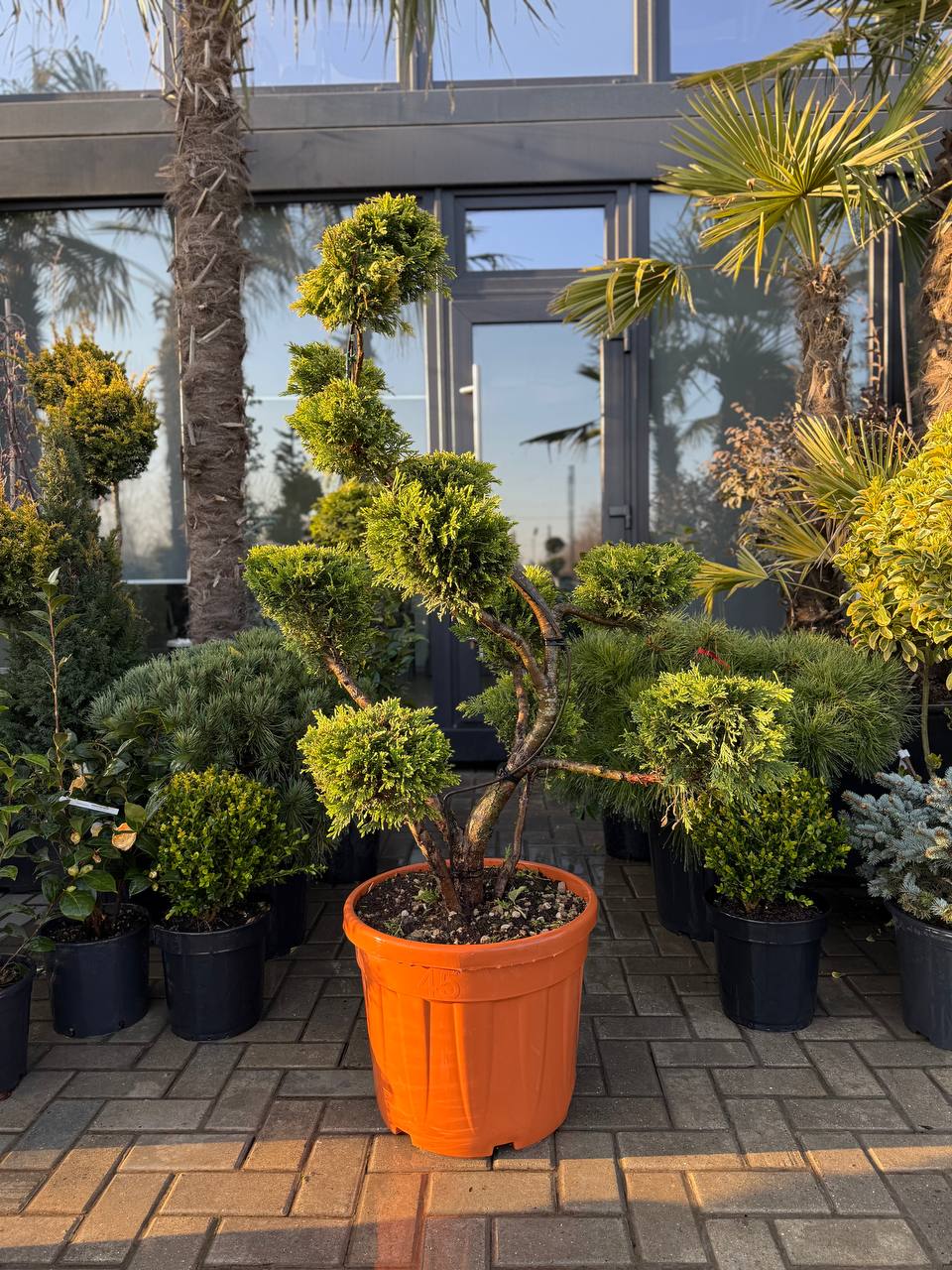 Leylandii Gold Rider Bonsai