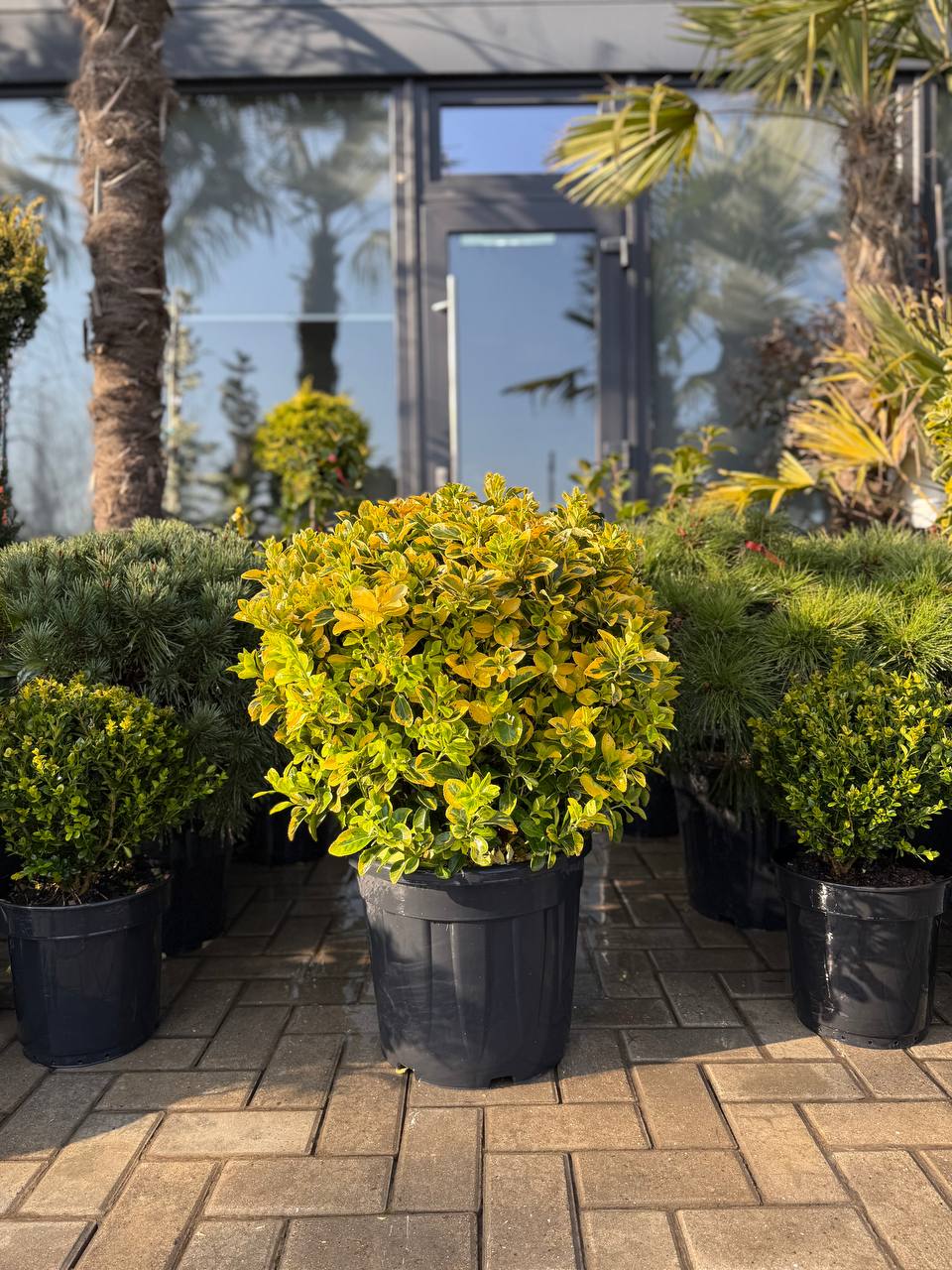 Euonymus Aureus glob