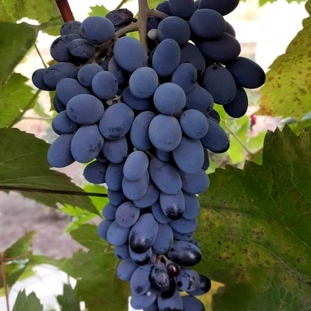 Butași viță-de-vie Jupiter