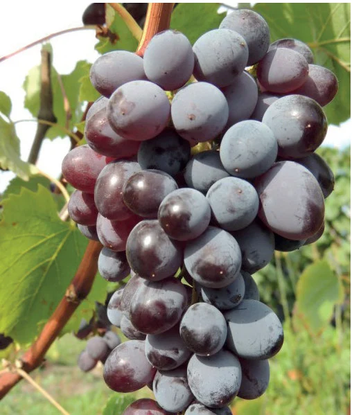 Butași viță-de-vie Jupiter