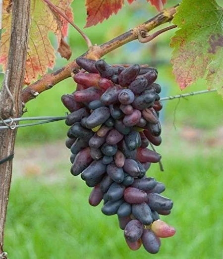 Butași viță-de-vie Odeski Suvenir