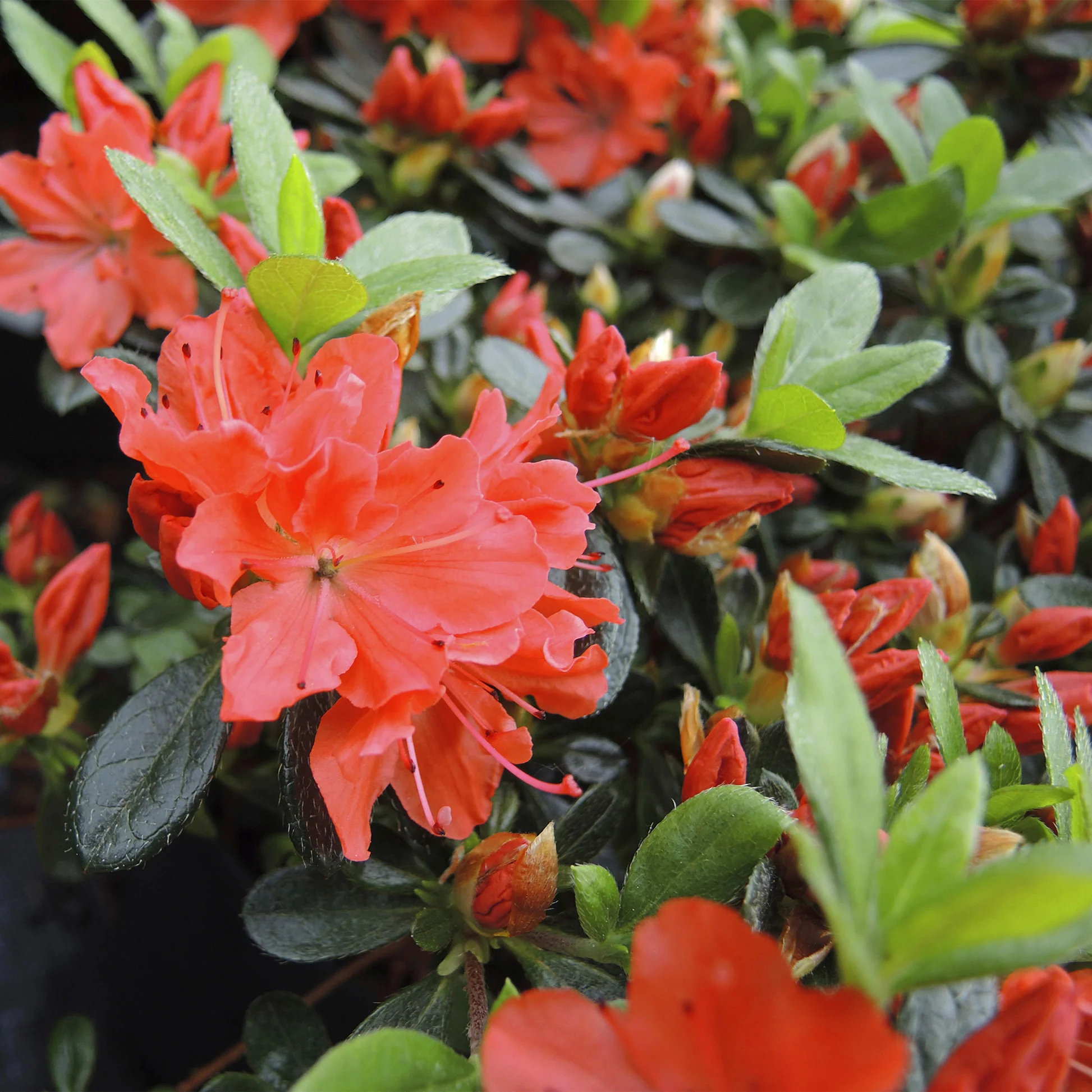Azalea japonica Geisha Orange