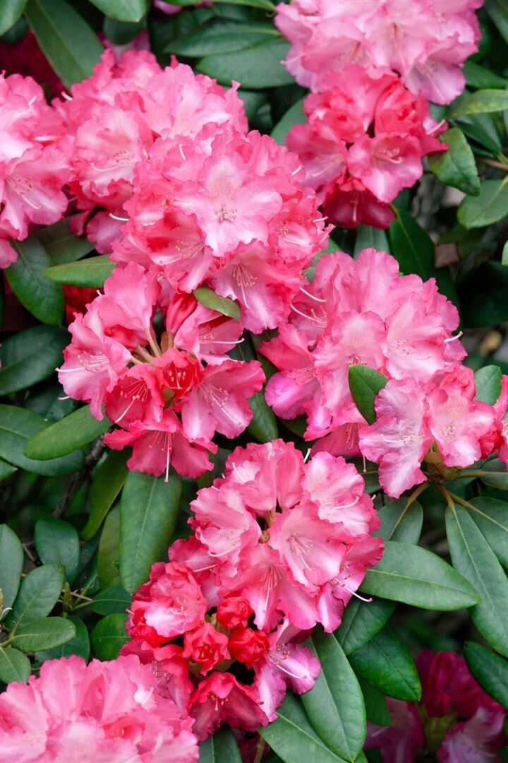 Rododendron Marlis