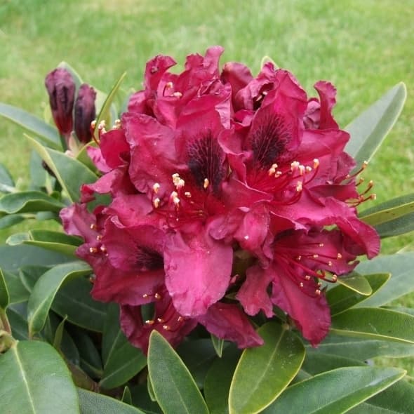 Rododendron Kali