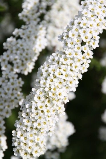 Spirea Grefsheim