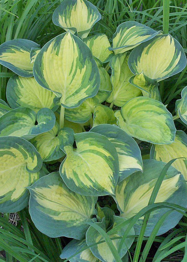 Hosta Beach Boy