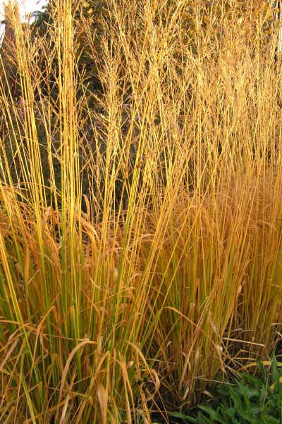 Molinia Poul Petersen