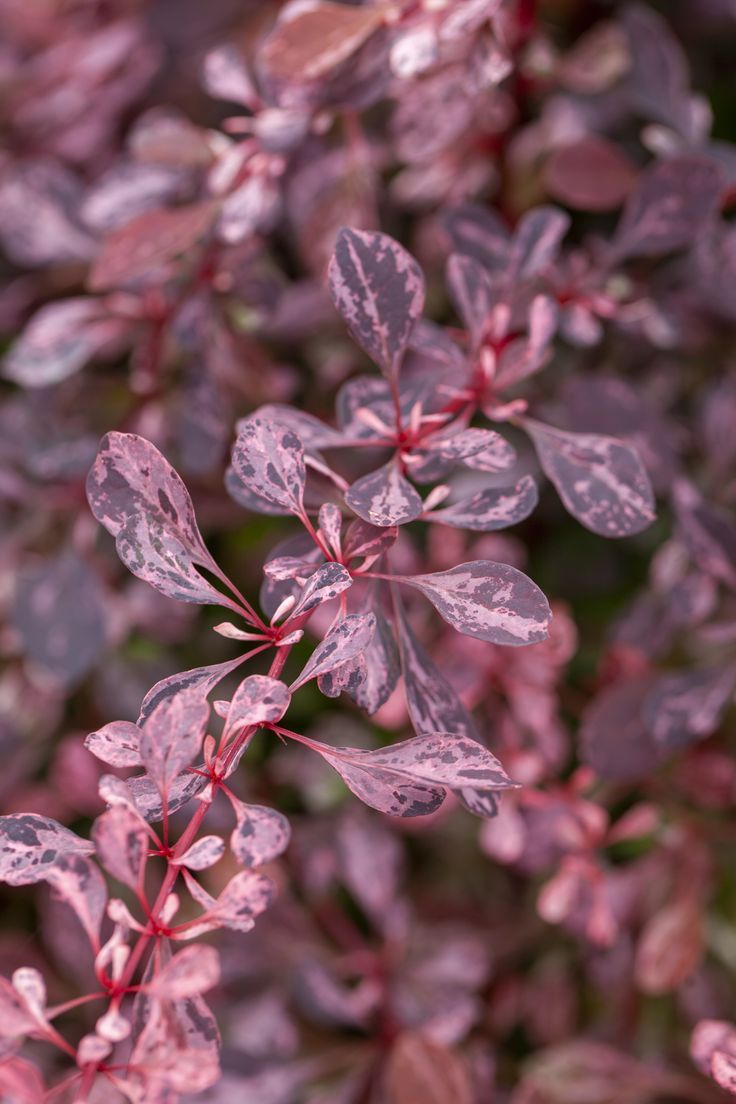 Barbaris Harlequin - imagine 2