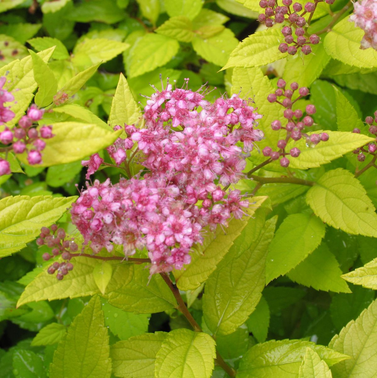 Spirea japoneză Goldmound