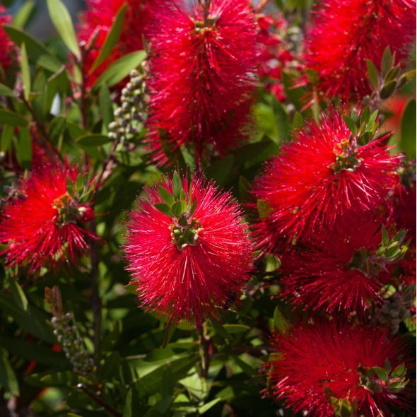 Callistemon laevis pe picior