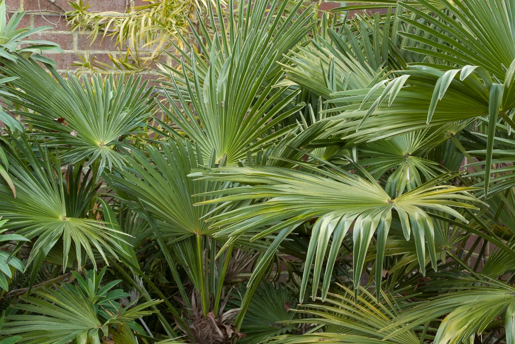 Palmier excelsa Multitronco