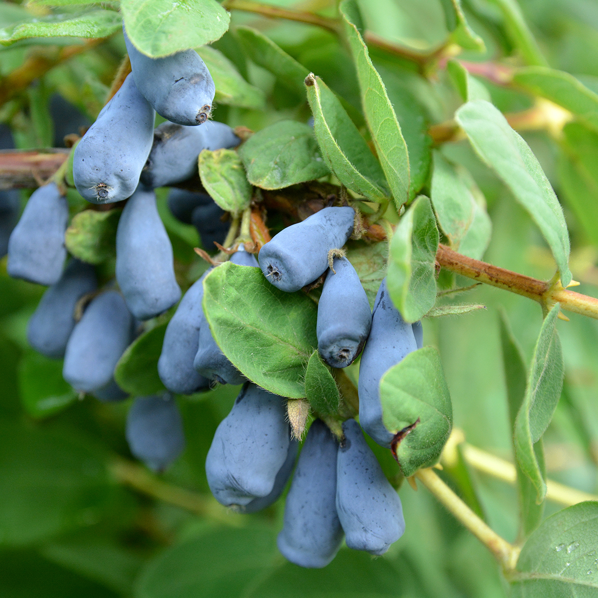 Lonicera Zojka