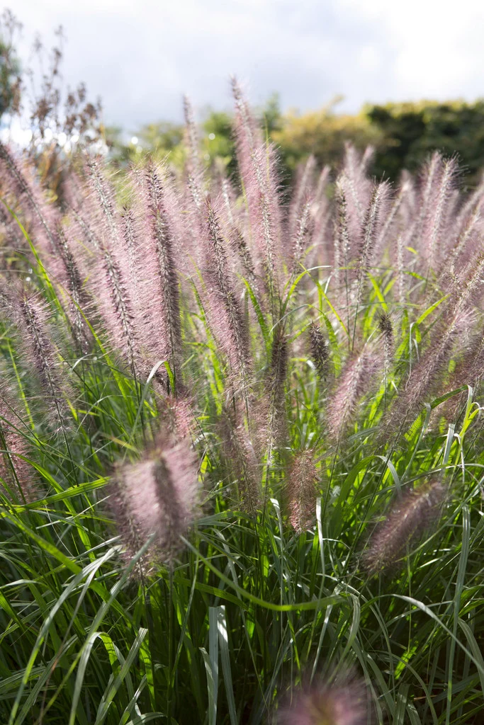 Pennisetum Red Head