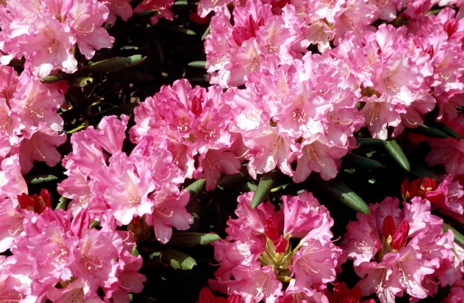 Rododendron Kalinka - imagine 3