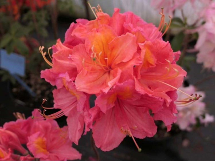 Azalea Juanita