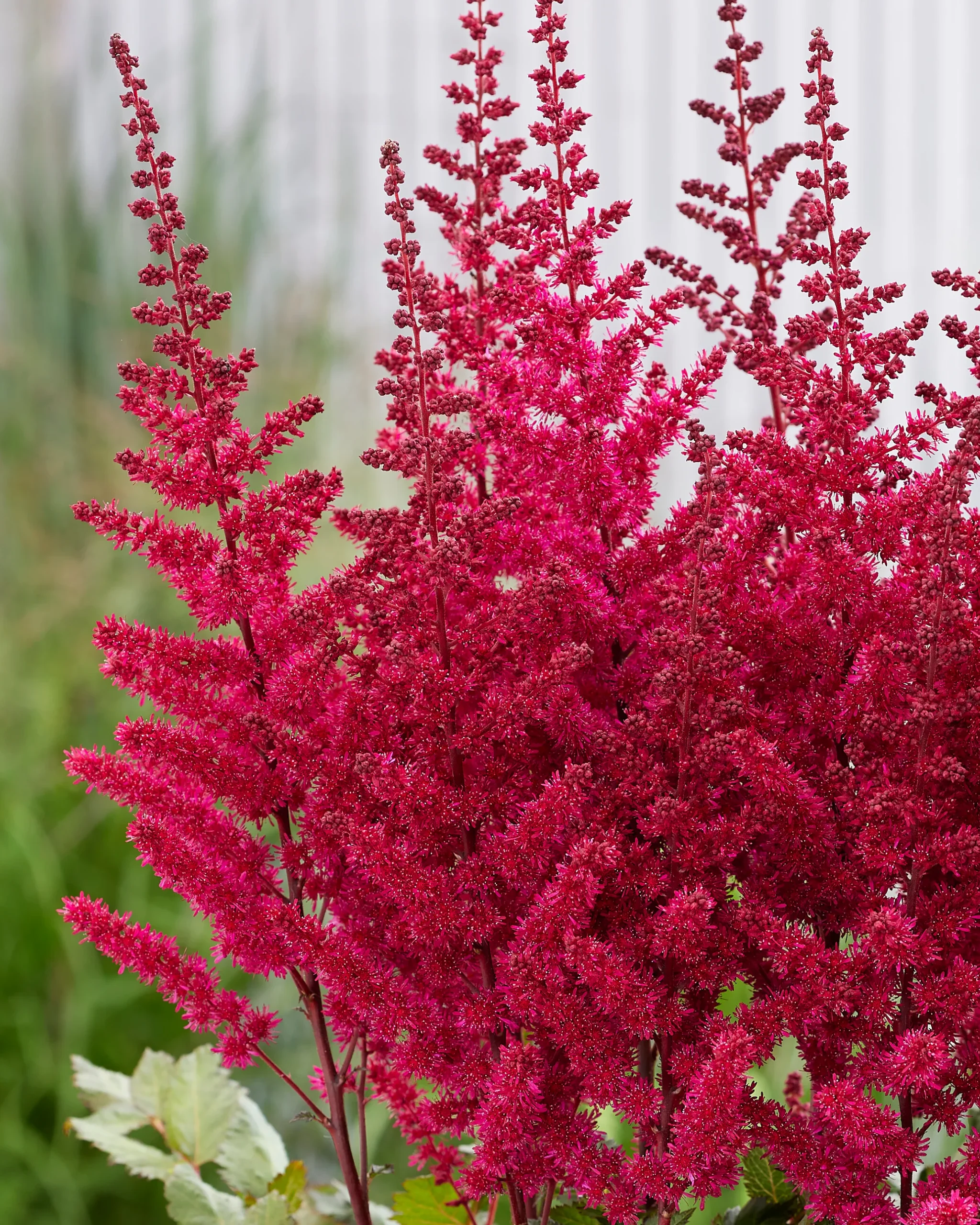Astilbe Vision Vulcano