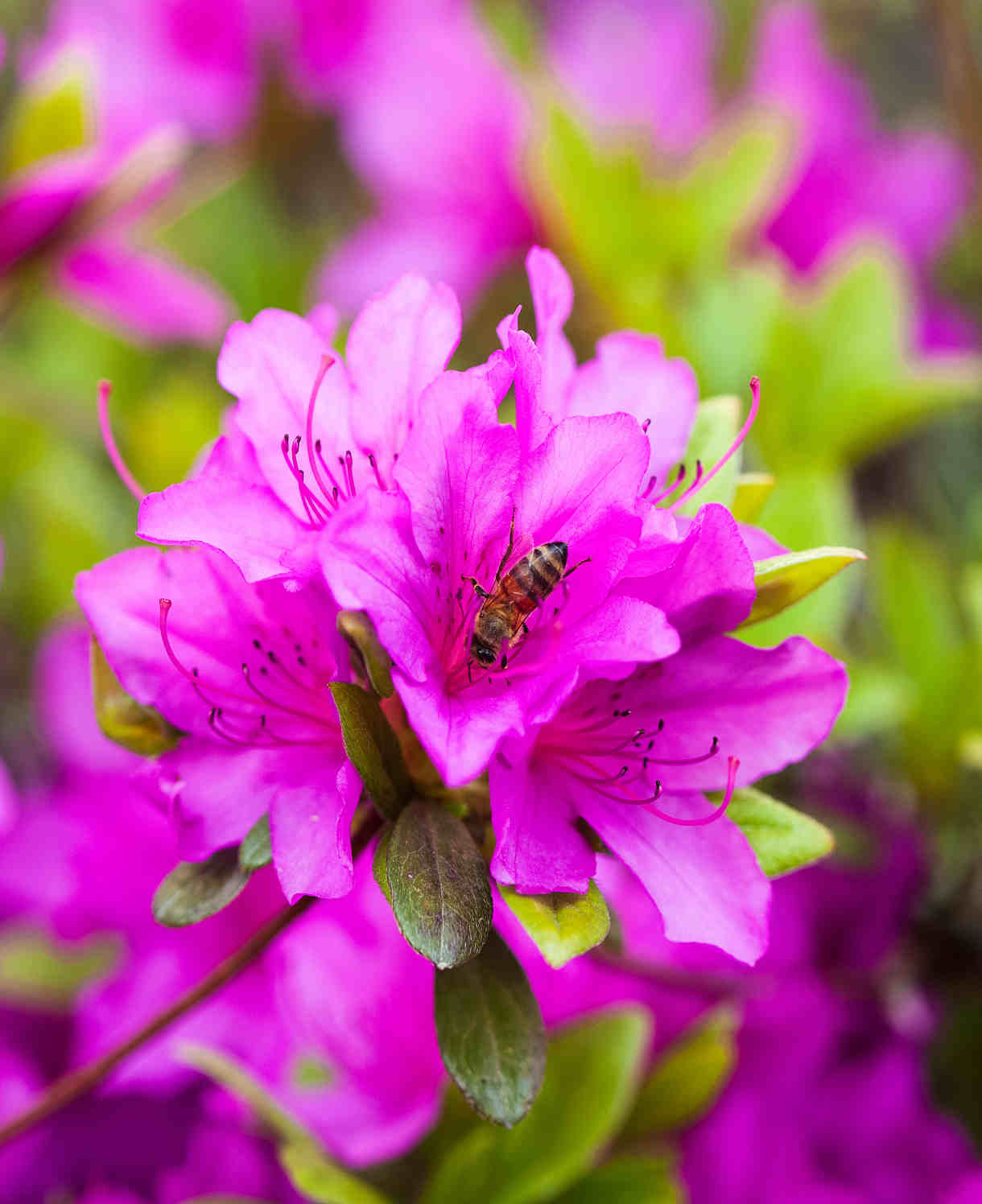 Azalea japonica Geisha Purple