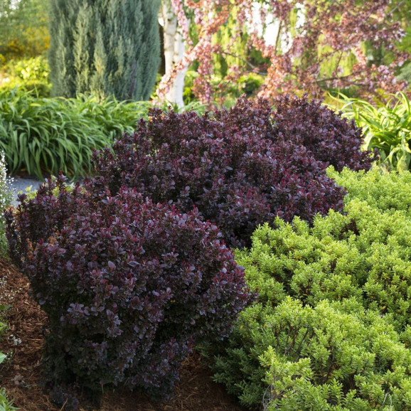 Barbaris Deep Purple - imagine 3