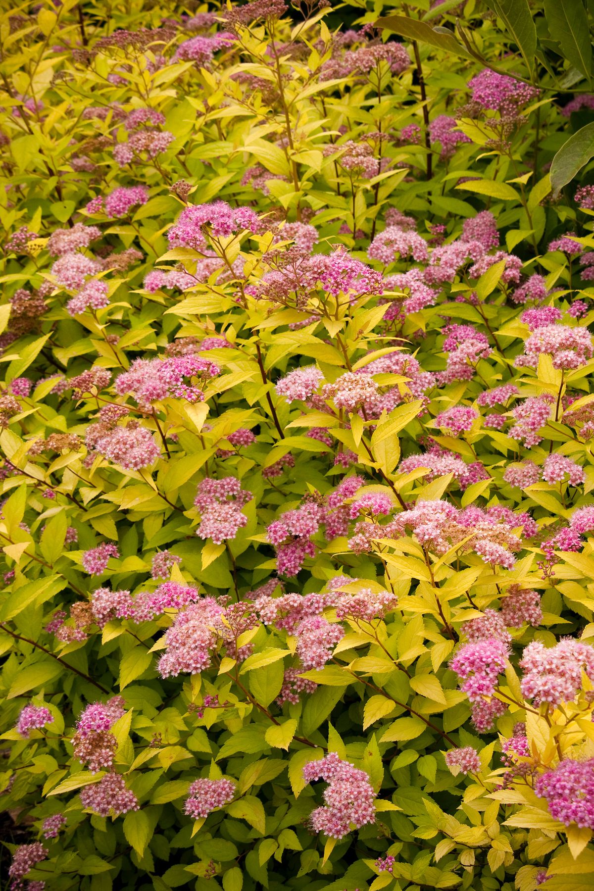 Spirea japoneză Golden Princess