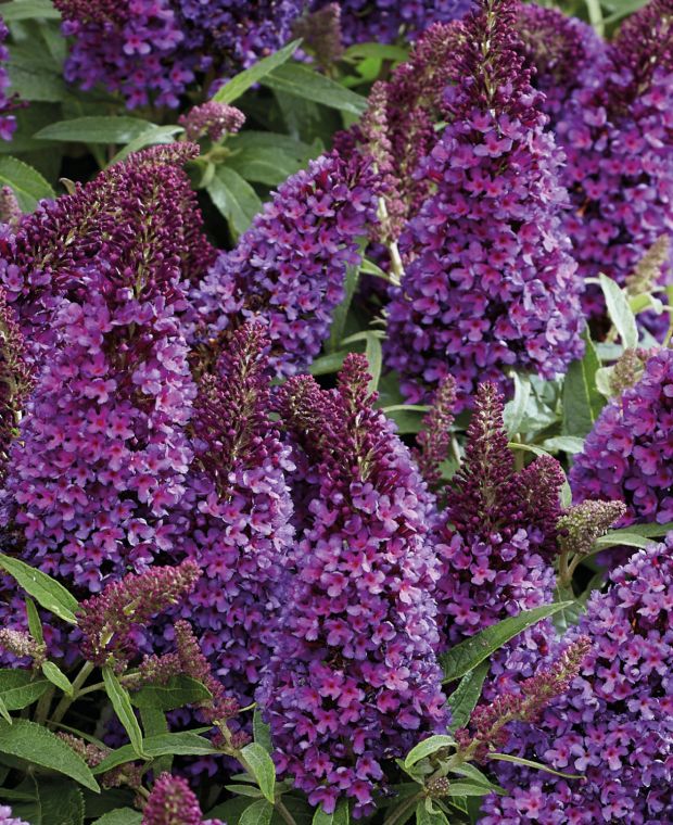 Buddleja Butterfly Candy Little Purple