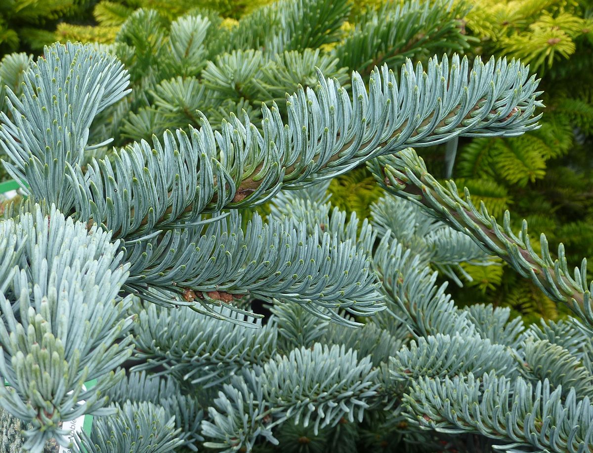 Brad argintiu Glauca