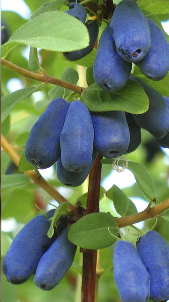 Lonicera Sinoglaska