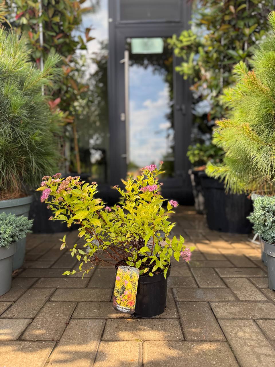 Spirea japoneză Golden Princess