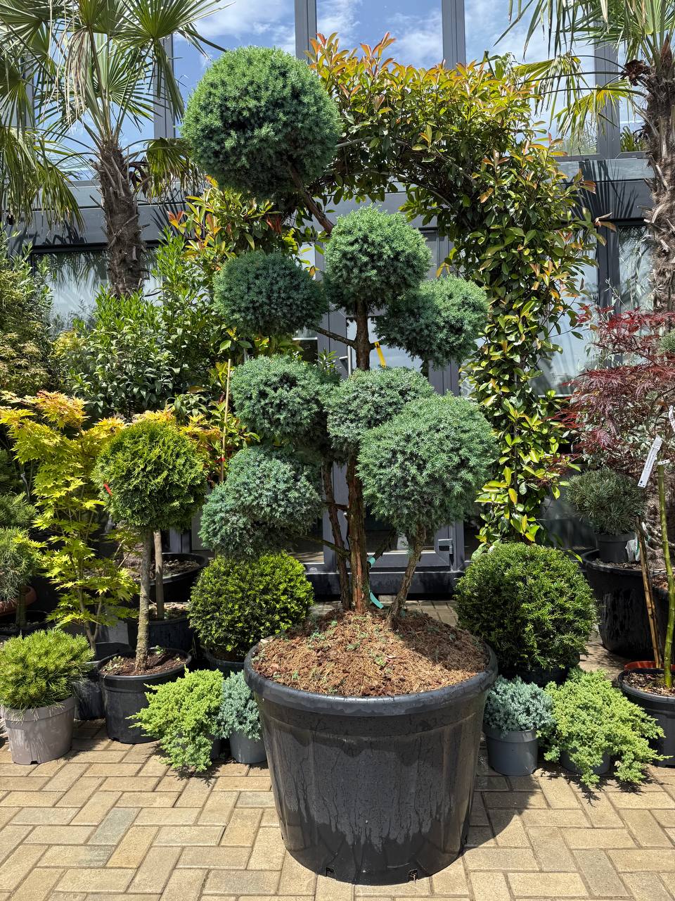 Ienupăr Blue Alps Bonsai