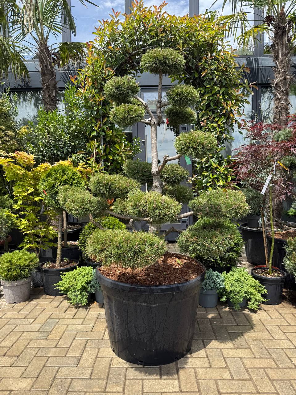 Pin Mugo Mugo Bonsai