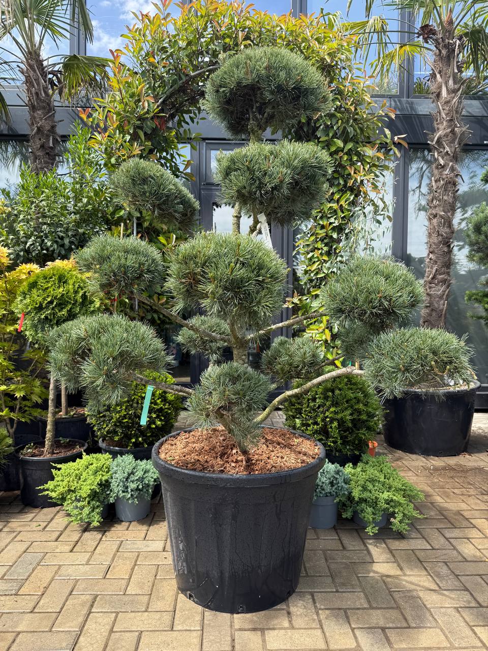 Pin Negishi Bonsai