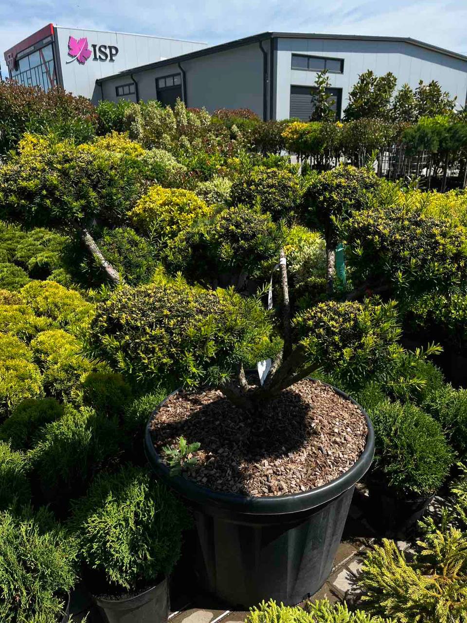 Taxus Farmen Bonsai