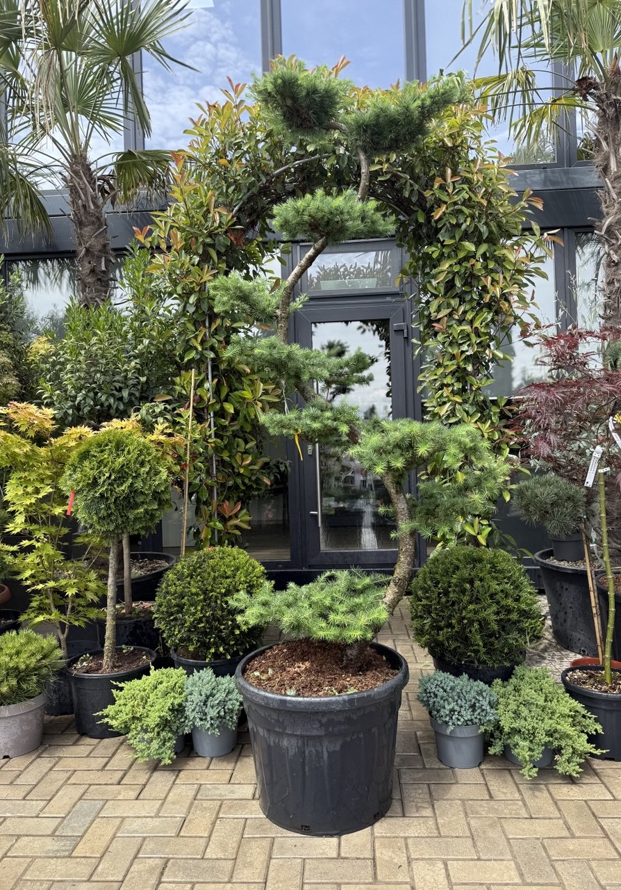 Larice Kaempferi Bonsai