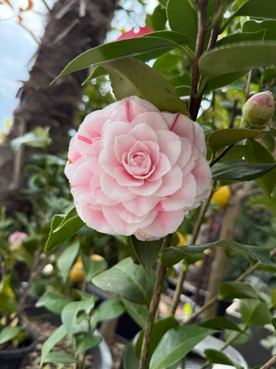Camelia Japonica Bonomiana